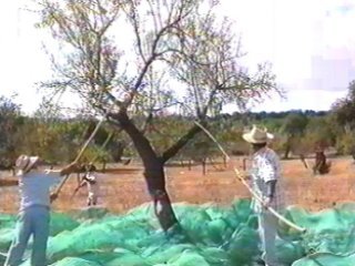 TRABAJO (1)  LABRANZA